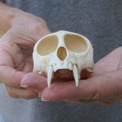 4" Male Africa...