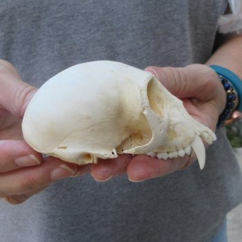 4" Male African Vervet Monkey Top Skull  (CITES P-000044854)