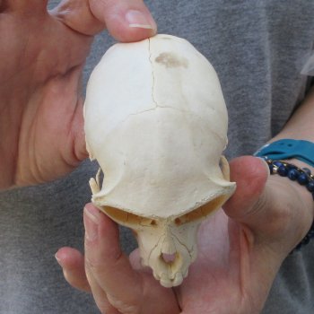 4" Male African Vervet Monkey Top Skull  (CITES P-000044854)