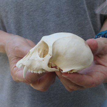 4" Male African Vervet Monkey Top Skull  (CITES P-000044854)