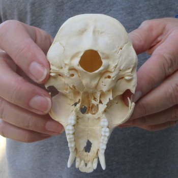 4" Male African Vervet Monkey Top Skull  (CITES P-000044854)