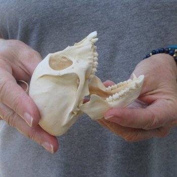 3-1/2" Slight B-Grade Female African Vervet Monkey Skull  (CITES P-000044854)