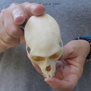 3-1/2" Slight B-Grade Female African Vervet Monkey Skull  (CITES P-000044854)