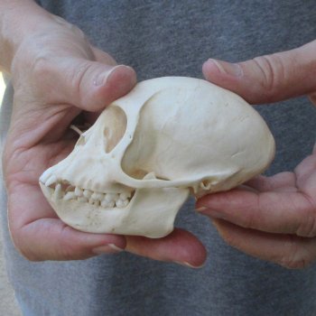 3-1/2" Slight B-Grade Female African Vervet Monkey Skull  (CITES P-000044854)
