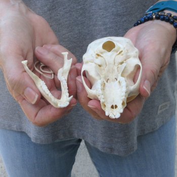 3-1/2" Slight B-Grade Female African Vervet Monkey Skull  (CITES P-000044854)