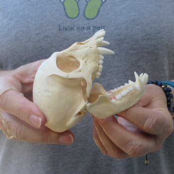 3-3/4" Slight B-Grade Female African Vervet Monkey Skull  (CITES P-000044854)
