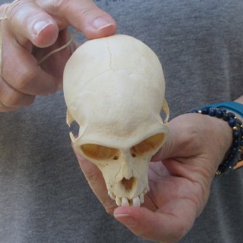 3-3/4" Slight B-Grade Female African Vervet Monkey Skull  (CITES P-000044854)