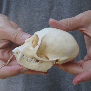 3-3/4" Slight B-Grade Female African Vervet Monkey Skull  (CITES P-000044854)