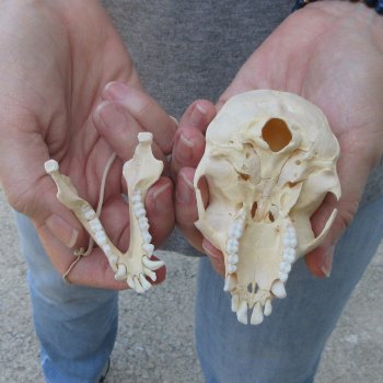 3-3/4" Slight B-Grade Female African Vervet Monkey Skull  (CITES P-000044854)