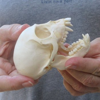 3-1/2" Slight B-Grade Female African Vervet Monkey Skull  (CITES P-000044854)