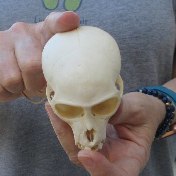 3-1/2" Slight B-Grade Female African Vervet Monkey Skull  (CITES P-000044854)