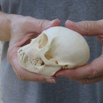 3-1/2" Slight B-Grade Female African Vervet Monkey Skull  (CITES P-000044854)