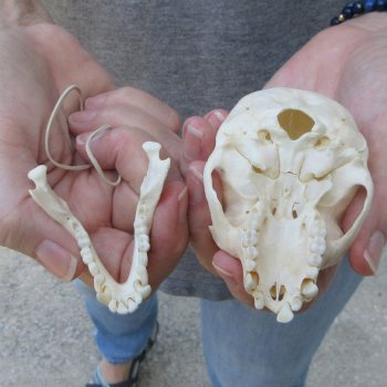 3-1/2" Slight B-Grade Female African Vervet Monkey Skull  (CITES P-000044854)
