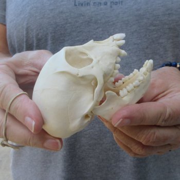 3-1/2" Slight B-Grade Female African Vervet Monkey Skull  (CITES P-000044854)