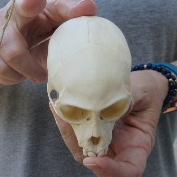 3-1/2" Slight B-Grade Female African Vervet Monkey Skull  (CITES P-000044854)