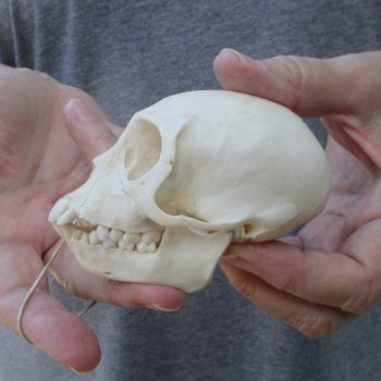 3-1/2" Slight B-Grade Female African Vervet Monkey Skull  (CITES P-000044854)