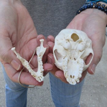 3-1/2" Slight B-Grade Female African Vervet Monkey Skull  (CITES P-000044854)