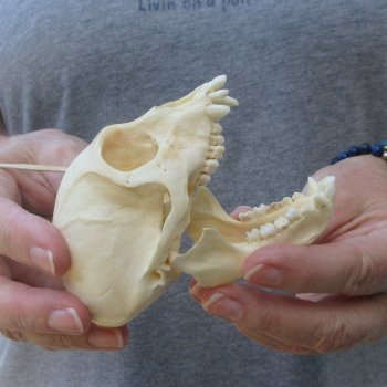 3-3/4" Slight B-Grade Female African Vervet Monkey Skull  (CITES P-000044854)