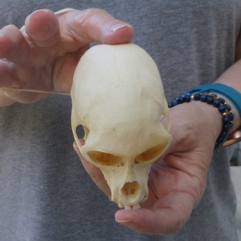 3-3/4" Slight B-Grade Female African Vervet Monkey Skull  (CITES P-000044854)