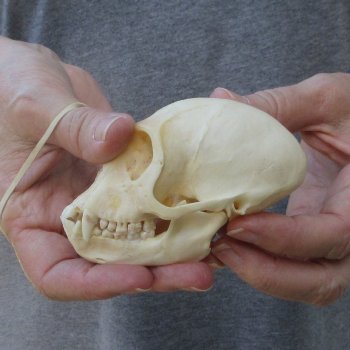 3-3/4" Slight B-Grade Female African Vervet Monkey Skull  (CITES P-000044854)