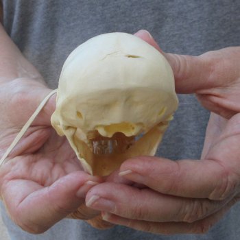 3-3/4" Slight B-Grade Female African Vervet Monkey Skull  (CITES P-000044854)