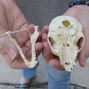 3-3/4" Slight B-Grade Female African Vervet Monkey Skull  (CITES P-000044854)