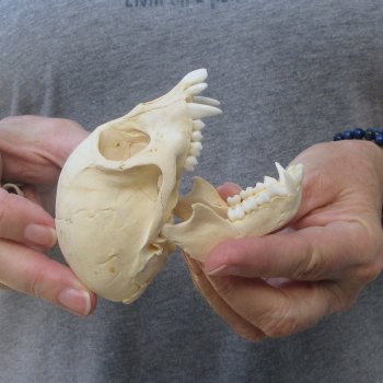 3-3/4" Slight B-Grade Female African Vervet Monkey Skull  (CITES P-000044854)