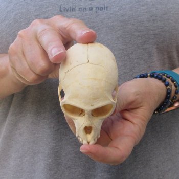 3-3/4" Slight B-Grade Female African Vervet Monkey Skull  (CITES P-000044854)