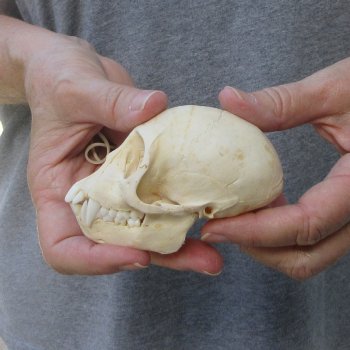 3-3/4" Slight B-Grade Female African Vervet Monkey Skull  (CITES P-000044854)