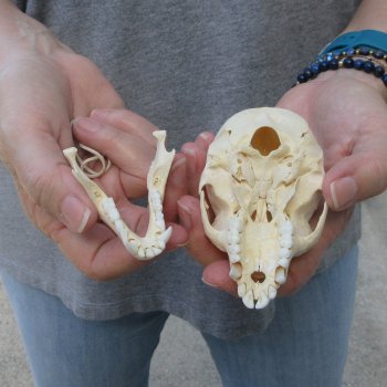 3-3/4" Slight B-Grade Female African Vervet Monkey Skull  (CITES P-000044854)