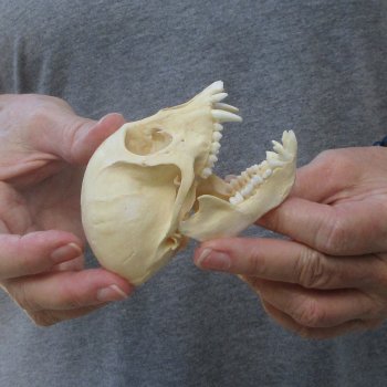 3-3/4" Slight B-Grade Female African Vervet Monkey Skull  (CITES P-000044854)