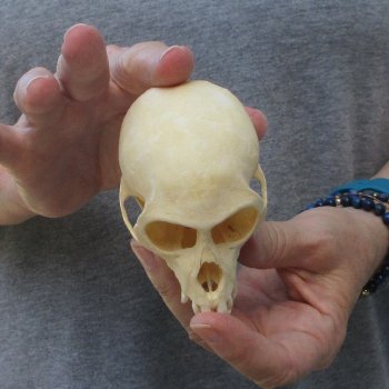 3-3/4" Slight B-Grade Female African Vervet Monkey Skull  (CITES P-000044854)