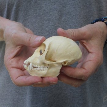 3-3/4" Slight B-Grade Female African Vervet Monkey Skull  (CITES P-000044854)