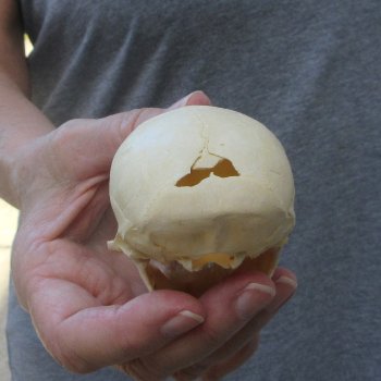 3-3/4" Slight B-Grade Female African Vervet Monkey Skull  (CITES P-000044854)