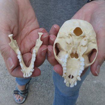 3-3/4" Slight B-Grade Female African Vervet Monkey Skull  (CITES P-000044854)