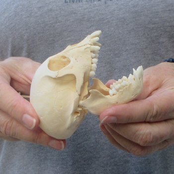 3-3/4" Slight B-Grade Female African Vervet Monkey Skull  (CITES P-000044854)