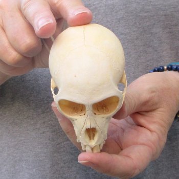 3-3/4" Slight B-Grade Female African Vervet Monkey Skull  (CITES P-000044854)