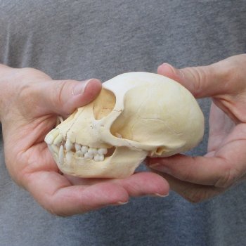 3-3/4" Slight B-Grade Female African Vervet Monkey Skull  (CITES P-000044854)