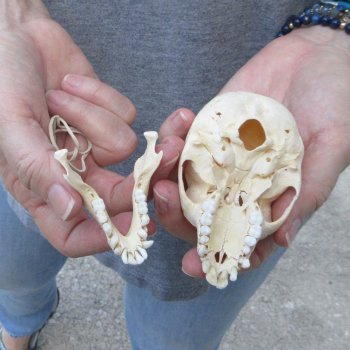 3-3/4" Slight B-Grade Female African Vervet Monkey Skull  (CITES P-000044854)