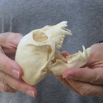 3-1/2" Slight B-Grade Female African Vervet Monkey Skull  (CITES P-000044854)