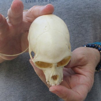 3-1/2" Slight B-Grade Female African Vervet Monkey Skull  (CITES P-000044854)