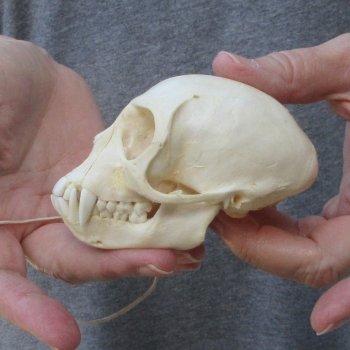 3-1/2" Slight B-Grade Female African Vervet Monkey Skull  (CITES P-000044854)