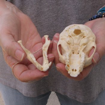 3-1/2" Slight B-Grade Female African Vervet Monkey Skull  (CITES P-000044854)