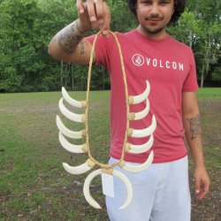 Warthog Tusk Necklace with Twelve 4 to 8 inch Tusks