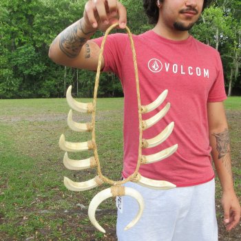 Warthog Tusk Necklace with Twelve 4 to 8 inch Tusks