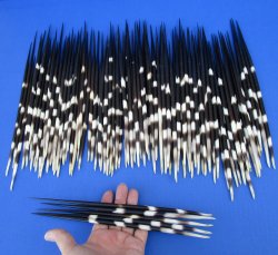 One Hundred Fat African Porcupine Quills 10" to 11"