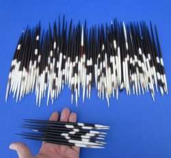 One Hundred African Porcupine Quills 6" to 7"