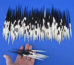 One Hundred Fat African Porcupine Quills 6" to 8"