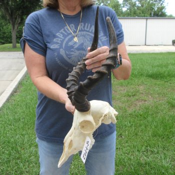 B-Grade African Impala Skull with 14" & 16" Horns