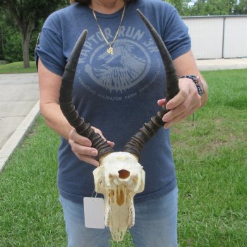 B-Grade African Impala Skull with 14" & 16" Horns